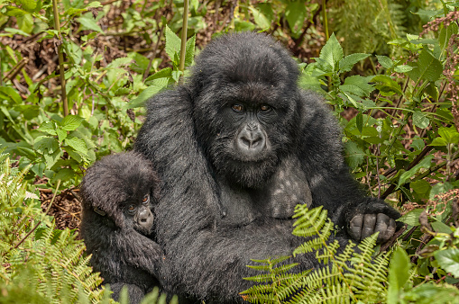 Gorilla in the Bwindi Impenetrable National Park, Uganda