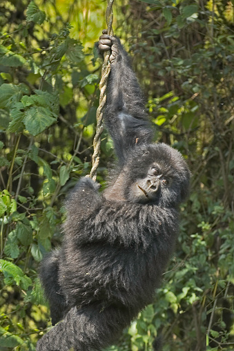 Mountain gorilla, Gorilla gorilla beringei, Volcanoes National Park,  Rwanda. Virunga Mountain Range. A young gorilla hanging on a vine, playing.
