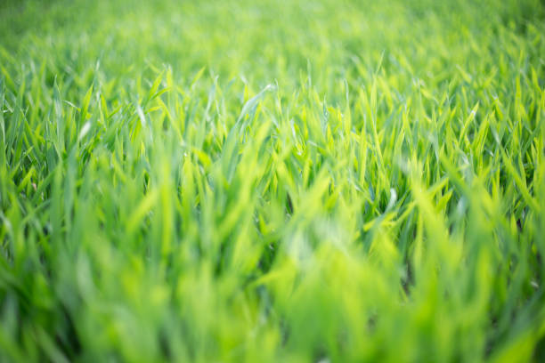 若い大麦葉の畑 - barley grass ストックフォトと画像