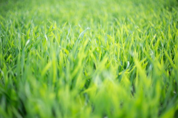 field of young barley leaves