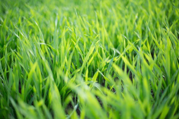 istock field of young barley leaves 1226332685