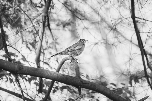 American Robin captured in Central Illinois. Black and white photo.