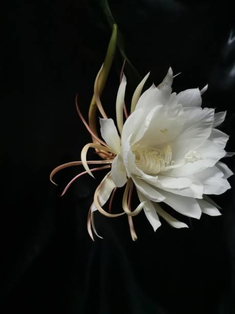 istock Queen of the Night flower 1226335919