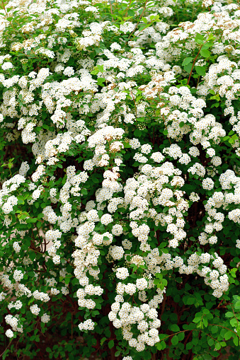 Spiraea cantoniensis, also called Bridal-wreath Spiraea, Cape May, Double white May, May bush, and Reeve's Spiraea, is a deciduous perennial shrub typically grown as an ornamental plant in gardens. The plant can reach a height of about 2 meters, tends to be twiggy and spreading into a fountain-like form, and displays frothy clusters of white flowers along the terminal of arching branches. The bush blooms in May; hence the common name of May bush.