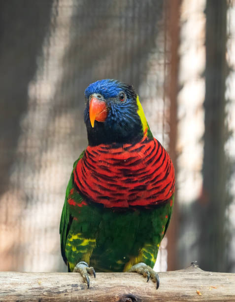 istock Close up Coconut Lorikeet Perched on Branch Isolated on Background 1226339376