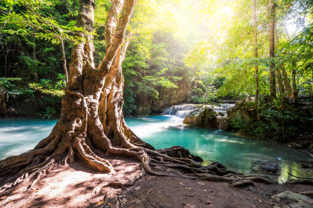 beautiful big tree with roots and sunlight. waterfall blue emerald water - erawan imagens e fotografias de stock