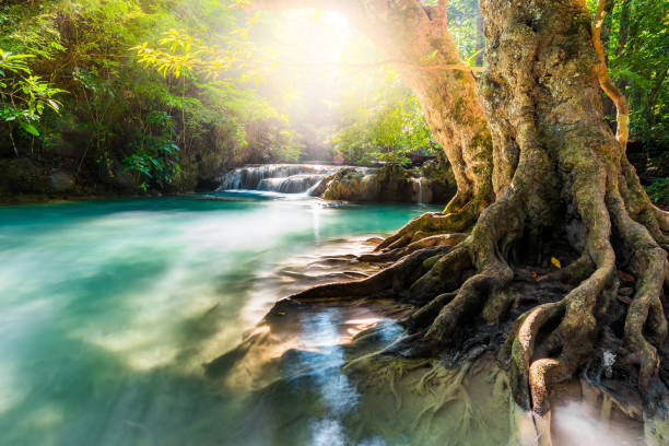 뿌리와 햇빛이있는 아름다운 큰 나무. 폭포 블루 에메랄드 워터 - erawan falls 이미지 뉴스 사진 이미지