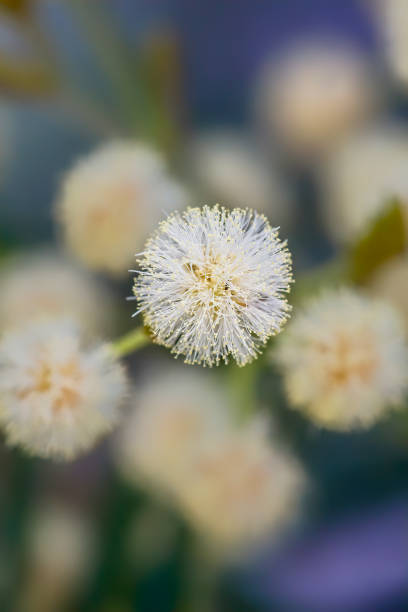 Bright yellow Australian acacia flowers