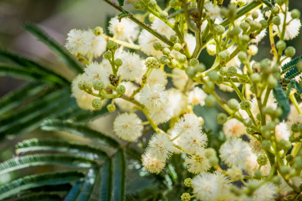 istock Australian native wattle flowers 1226339602