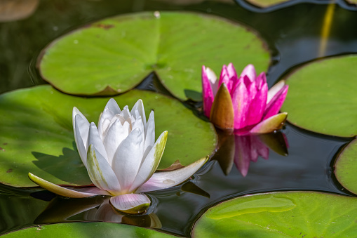 Pink, Nymphaea lotus, and white, Nymphaea alba, water lily flowers, on a green leaves and water background. Two bright water lilies in the pond.