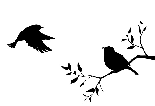 Two birds and tree branches