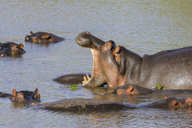 hippopotame adulte bâillant dans l’eau dans le parc kruger afrique du sud - animal hippopotamus africa yawning photos et images de collection