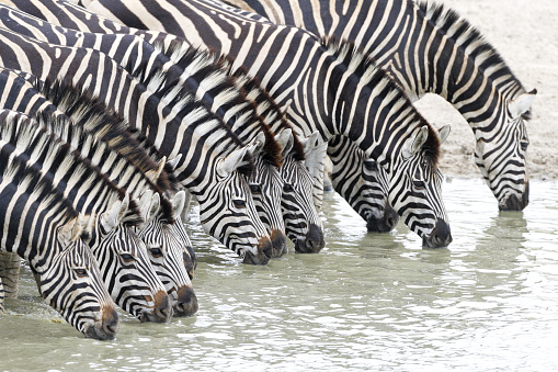 Zebra herd drinking water in a row in South Africa Kruger National Park