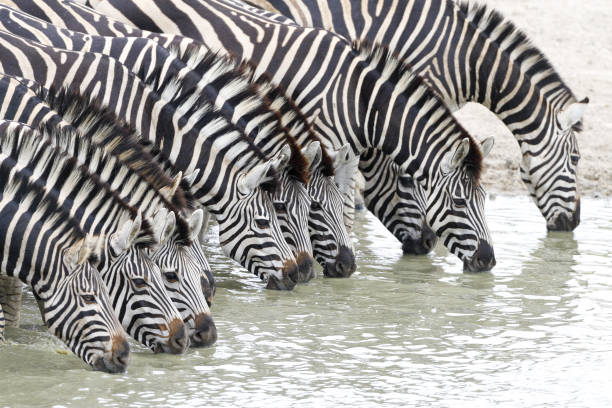 Zebra Line Up Drinking Water In Kruger Park South Africa Stock Photo -  Download Image Now - iStock
