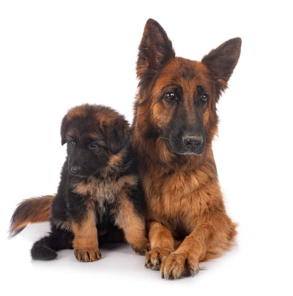 istock puppy german shepherd and adult 1226344993