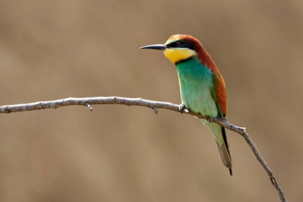 istock Tropical bird (European bee-eater, Merops apiaster) with multi-colored plumage perched on twig 1226346649
