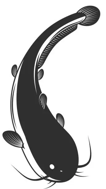 Vector illustration of Illustration of catfish in engraving style. Design element for label, sign, poster, t shirt. Vector illustration