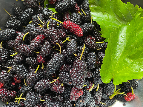 Blackberries on a green branch. Ripe blackberries. Delicious black berry growing on the bushes. Berry fruit drink. Juicy berry on a branch.