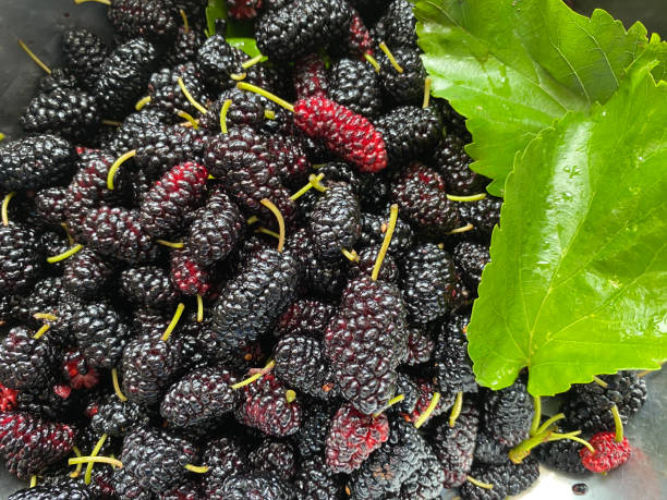 Close up shot of a heap of mulberry fruits. stock photo
