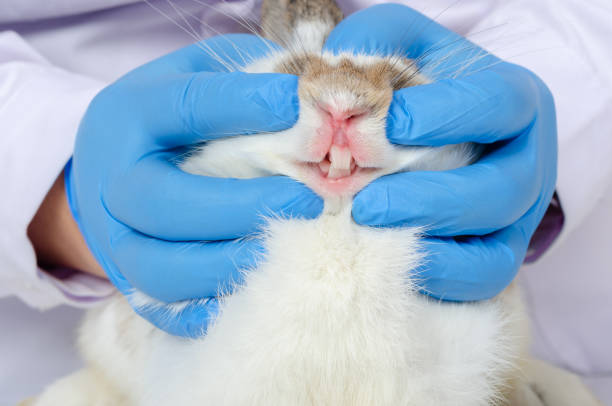 istock Vet doctor checking white rabbit teeth 1226348887