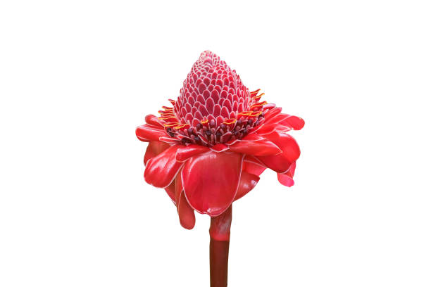 крупный план красивый perfext яркий большой красный цветок etlingera изолированный вектор на белом фоне с вырезки путь (имбирь,имбирь цветок, красн - torch ginger стоковые фото и изображения