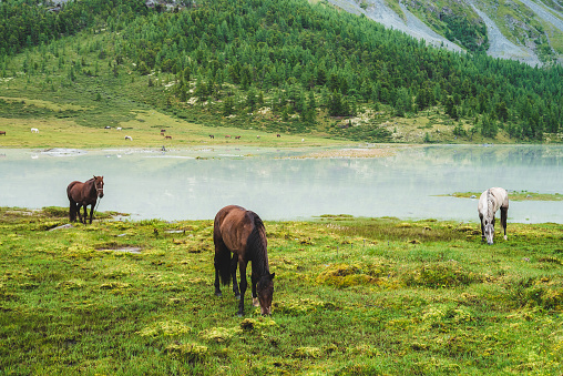 Three horses graze in meadow near river in mountain valley. White and brown horses on grassland near mountain lake. Beautiful landscape with gray and brown horses. Forest and herd on opposite bank.