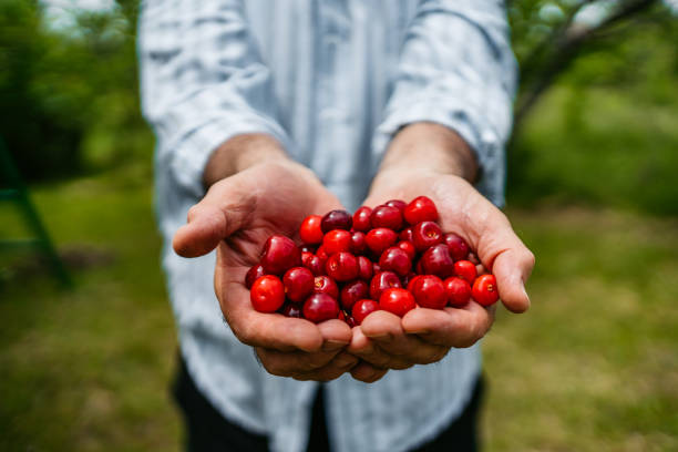 istock Handful of cherry fruit 1226351304