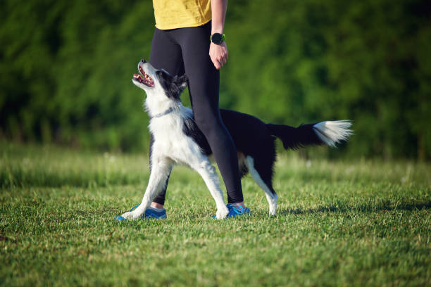 istock Border Collie and its owner during training outdoors, dog training school 1226352971