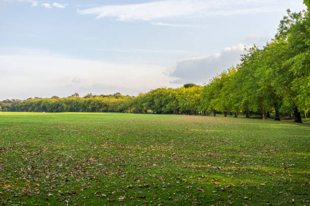 istock Trees in Sefton Park in Liverpool 1226354375