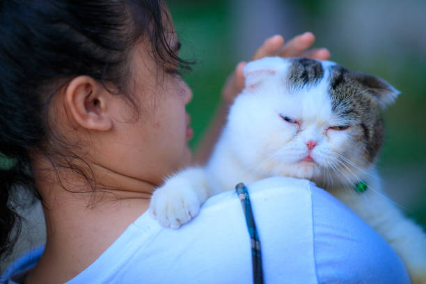 istock Young Asian girl playing with her scottish fold kitten. 1226354432