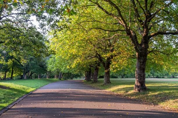 istock Trees in Sefton Park in Liverpool 1226354618