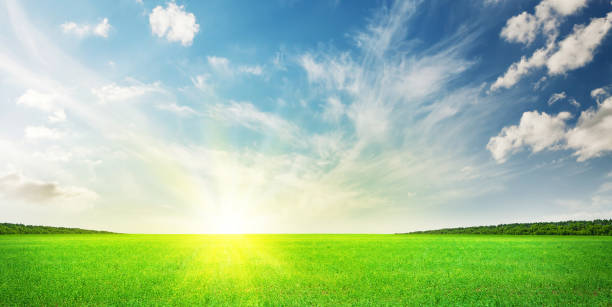 istock Green grass field and clear blue sky 1226354721