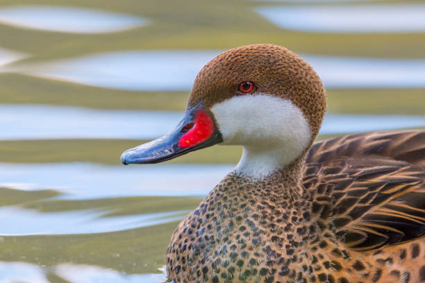 close-up swimming bahama pintail (anas bahamensis) side view close-up swimming bahama pintail (anas bahamensis) white cheeked pintail duck stock pictures, royalty-free photos & images