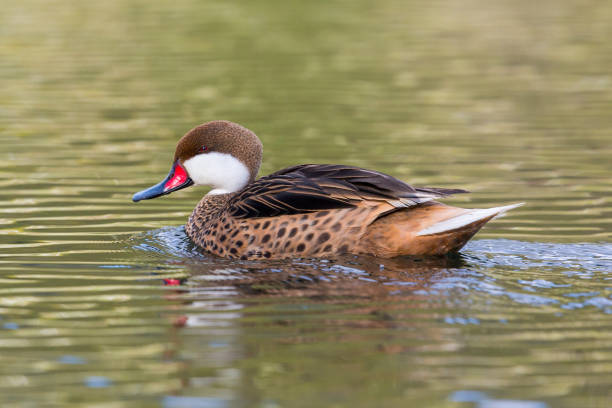 istock side view swimming bahama pintail (anas bahamensis) in green water 1226356637
