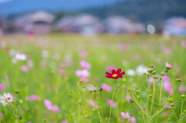 Rural private house and cosmos field