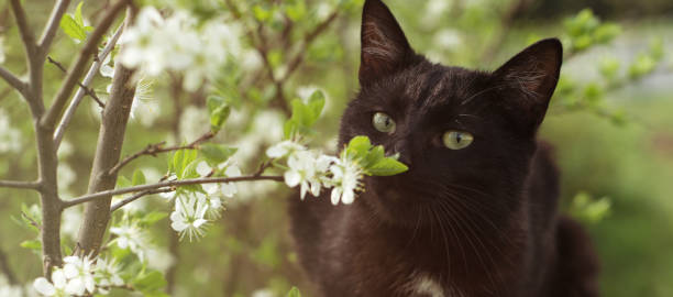 istock Black kitty sniffing flower. Spring black cat. Aroma. 1226357861