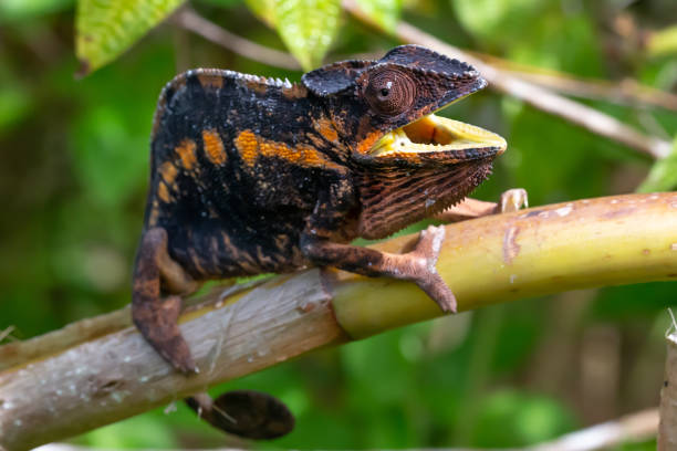 istock A chameleon moves along a branch in a rainforest in Madagascar 1226358244