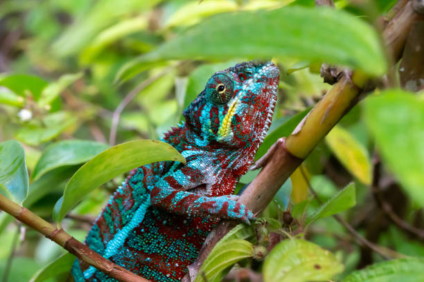istock A chameleon moves along a branch in a rainforest in Madagascar 1226358275