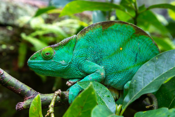 istock A green chameleon on a branch in close-up 1226358901