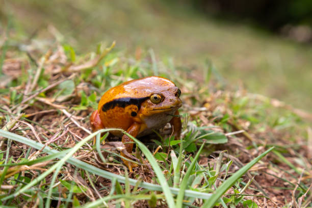 One large orange frog is sitting in the grass