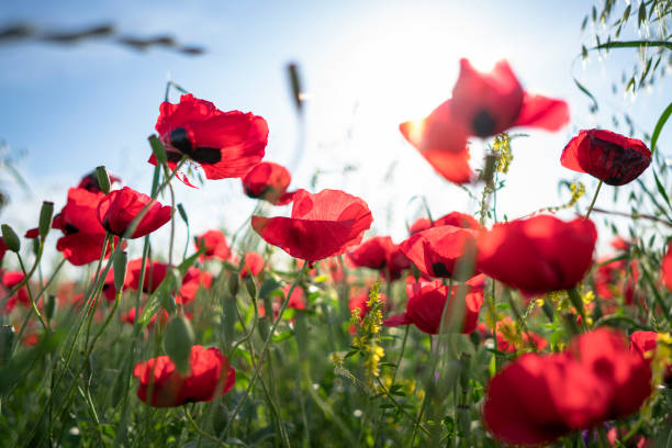 istock Fields of blooming poppy 1226359160