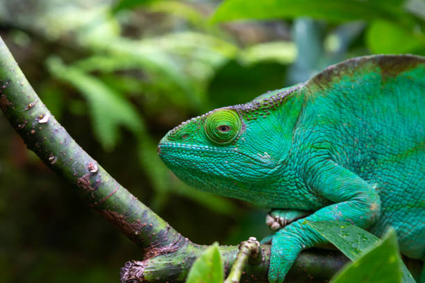 istock A green chameleon on a branch in close-up 1226359188