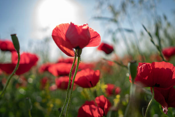 istock Fields of blooming poppy 1226359239