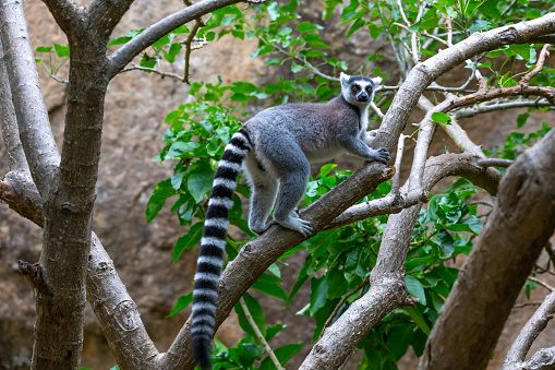 Lemurs at the safari park