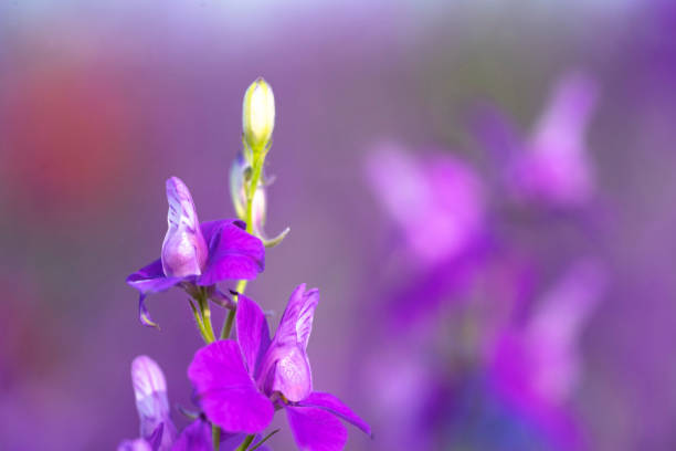 Fields of blooming delphiniums, poppys and bluets. Fields and hills are covered with a carpet of wild flowers. Summer, Eastern Georgia, near the town of Gori. Sunset