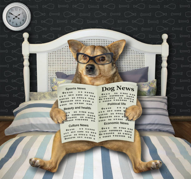 istock Dog reads newspaper in his bed 1226359705