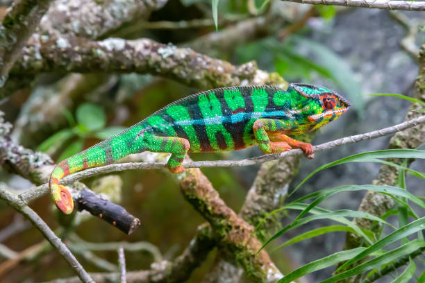 istock A chameleon moves along a branch in a rainforest in Madagascar 1226359706