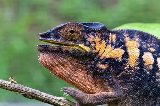 One chameleon in close-up in a national park on Madagascar