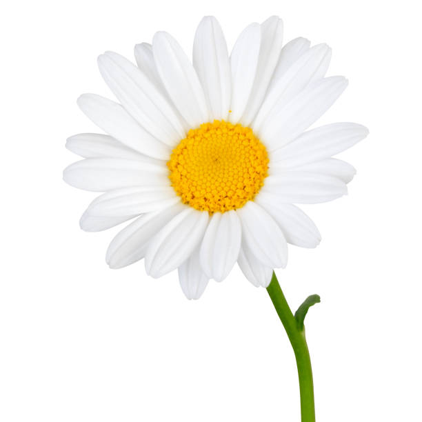 istock Lovely white Daisy (Marguerite) in side view, isolated on white background including clipping path. 1226363048