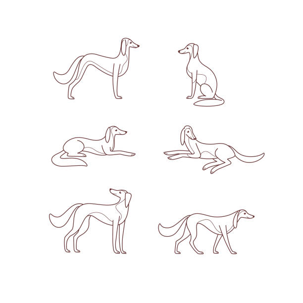Funny Greyhound Cartoons Illustrations, Royalty-Free Vector Graphics & Clip  Art - iStock